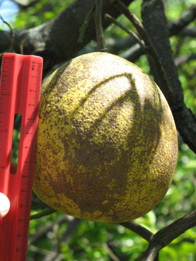            Fruit (Winter Haven, FL)   